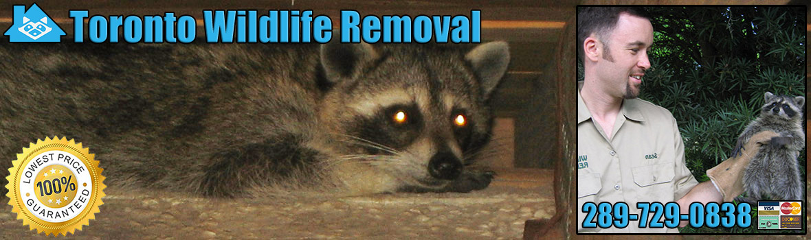 Toronto Wildlife and Animal Removal